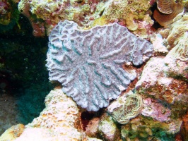 Rough Cactus Coral IMG 9616